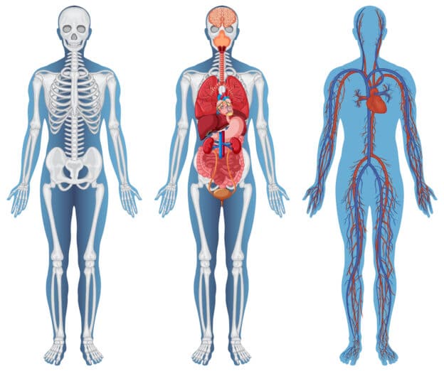 Anatomy